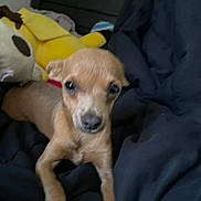 Mr.nugget joined the competition — help win amazing prizes! puppy, dog, brown, small_dog, blanket, plush_toy, yellow_toy, indoor, bedroom, soft_toy, dog_face, cute, pet, animal, lying_down, young_dog, canine, cozy, curious, portrait