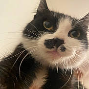 Cookie joined the competition — help win amazing prizes! cat, close_up, black_and_white, whiskers, curious, pet, animal, feline, face, nose, ears, indoor, portrait, looking_down, fur, cute, domestic, eye, muzzle, background