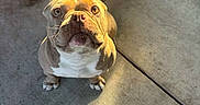 Fat Boy is registered to the contest to win money with this photo: animal, brown, bulldog, concrete, curious, cute, dog, ears, floor, gravel, looking_up, nose, outdoor, pet, puppy, shadow, sunlight, whiskers, white, young
