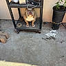 Fat Boy is registered to the contest to win money with this photo: bulldog, dog, pet, sitting, shelf, metal_cart, weights, plant, potted_plant, concrete_floor, outdoor, wall, shade, sunlight, leash, resting, brown_dog, white_chest, guarding, garage