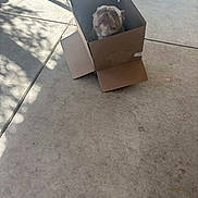 Fat Boy is registered to the contest to win money with this photo: bulldog, dog, cardboard_box, pet, animal, concrete_floor, shadow, outdoor, sunlight, box_flaps, curious, sitting, brown, gray, daylight, playful, canine, cute, looking_up, companion