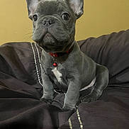 King joined the competition — help win amazing prizes! french_bulldog, puppy, dog, pet, collar, bell, black_cushion, indoor, cute, animal, small_dog, ears, sitting, looking, face, fur, whiskers, young, adorable, companion