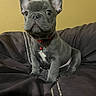 french_bulldog, puppy, dog, pet, collar, bell, black_cushion, indoor, cute, animal, small_dog, ears, sitting, looking, face, fur, whiskers, young, adorable, companion