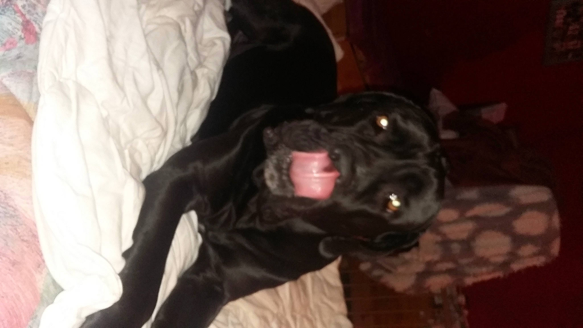 Louna participe au concours pour gagner de l'argent avec cette photo : borador, canidae, carnivore, comfort, companion_dog, dog, dog_breed, ear, fawn, fur, guard_dog, liver, non_sporting_group, personal_protective_equipment, puppy, snout, sporting_group, tail, whiskers, working_animal