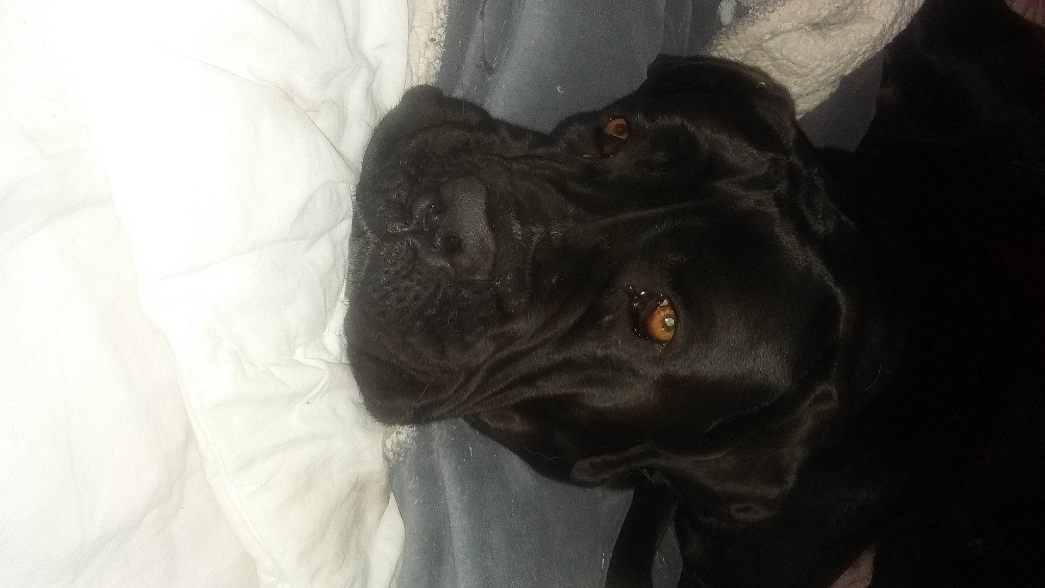 Louna a rejoint le concours — aidez-le/la à gagner de superbes lots ! borador, canidae, carnivore, companion_dog, dog, dog_breed, ear, fawn, fur, grey, guard_dog, gun_dog, liver, mammal, snout, sporting_group, terrestrial_animal, vertebrate, whiskers, working_animal