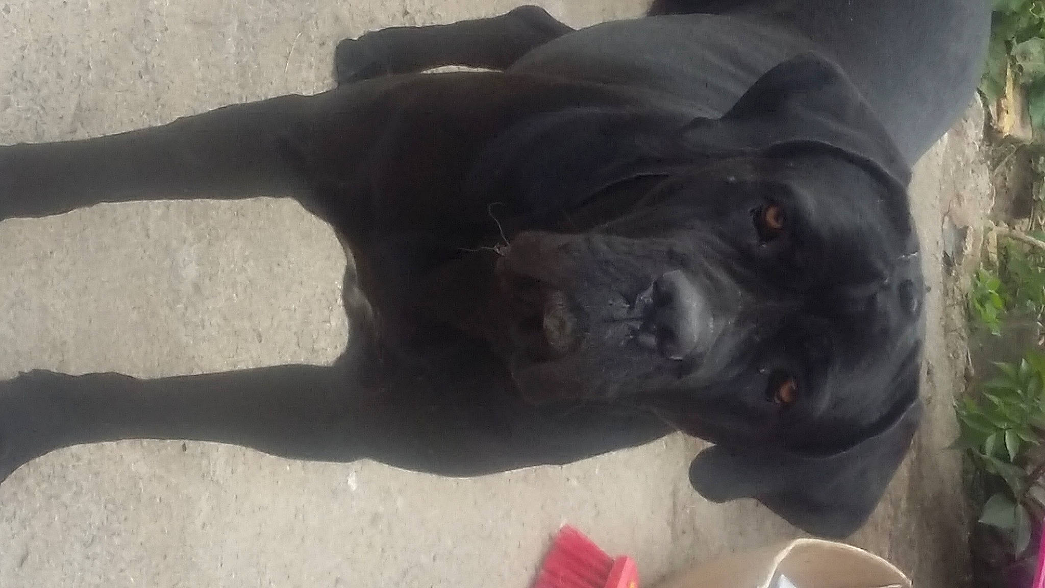 Louna a rejoint le concours — aidez-le/la à gagner de superbes lots ! art, canidae, carmine, dog_breed, fawn, guard_dog, mug, reptile, sculpture, snout, sporting_group, terrestrial_animal