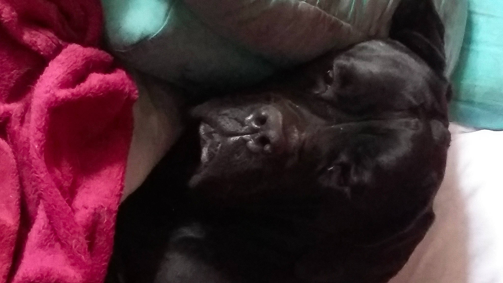 Louna a rejoint le concours — aidez-le/la à gagner de superbes lots ! carmine, carnivore, comfort, common_chimpanzee, companion_dog, dog_breed, flesh, fur, linens, liver, magenta, nail, nap, petal, rose_family, rose_order, snout, terrestrial_animal, whiskers, wrinkle