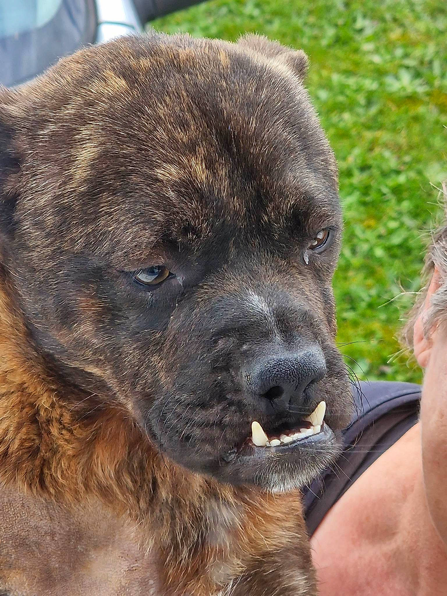 Malou a rejoint le concours — aidez-le/la à gagner de superbes lots ! ancient_dog_breeds, borador, canidae, carnivore, collar, companion_dog, dog, dog_breed, fawn, fur, grass, hunting_dog, liver, snout, sporting_group, terrestrial_animal, whiskers, wildlife, working_animal, working_dog