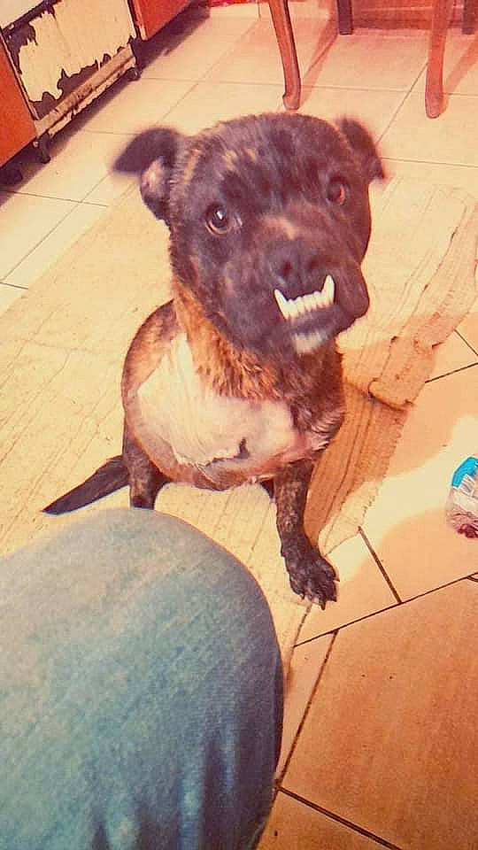 Malou a rejoint le concours — aidez-le/la à gagner de superbes lots ! ancient_dog_breeds, canidae, carnivore, companion_dog, dog, dog_breed, fawn, flooring, fur, guard_dog, liver, metal, non_sporting_group, puppy, selfie, tail, terrestrial_animal, toy_dog, whiskers, working_animal