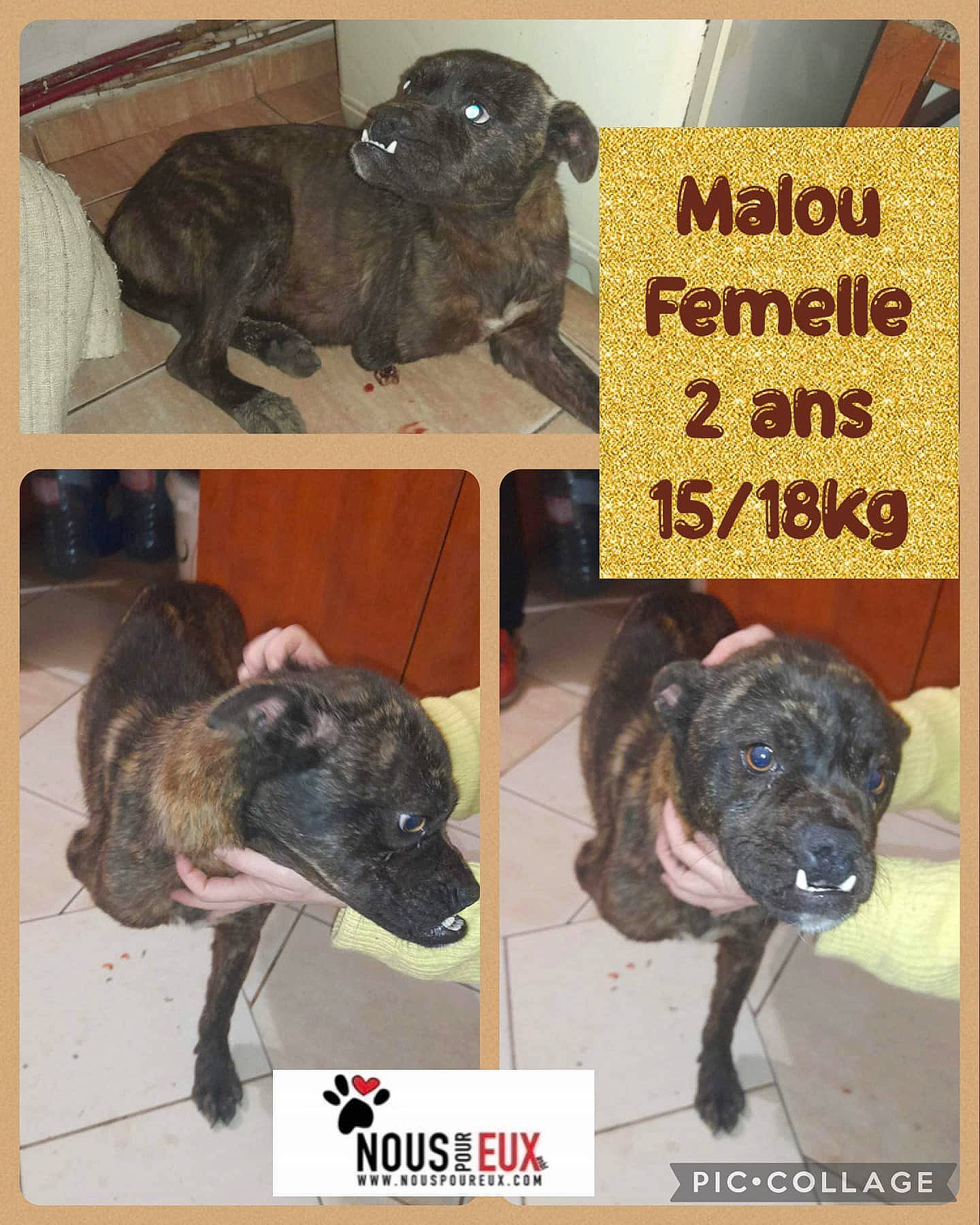 Malou participe au concours pour gagner de l'argent avec cette photo : ancient_dog_breeds, canidae, carnivore, companion_dog, dog, dog_breed, fawn, fur, liver, mammal, non_sporting_group, paw, puppy, snout, sporting_group, terrestrial_animal, toy_dog, vertebrate, working_animal