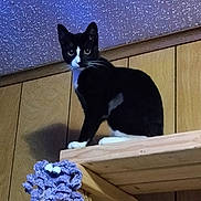 Zelda is registered to the contest to win money with this photo: cat, tuxedo_cat, wooden_shelf, wood_paneling, indoor, curious, purple_crochet, googly_eyes, pet, animal, feline, black_and_white, sitting, looking, wide_eyes, ceiling, texture, home_interior, furniture, closeup