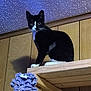 cat, tuxedo_cat, wooden_shelf, wood_paneling, indoor, curious, purple_crochet, googly_eyes, pet, animal, feline, black_and_white, sitting, looking, wide_eyes, ceiling, texture, home_interior, furniture, closeup