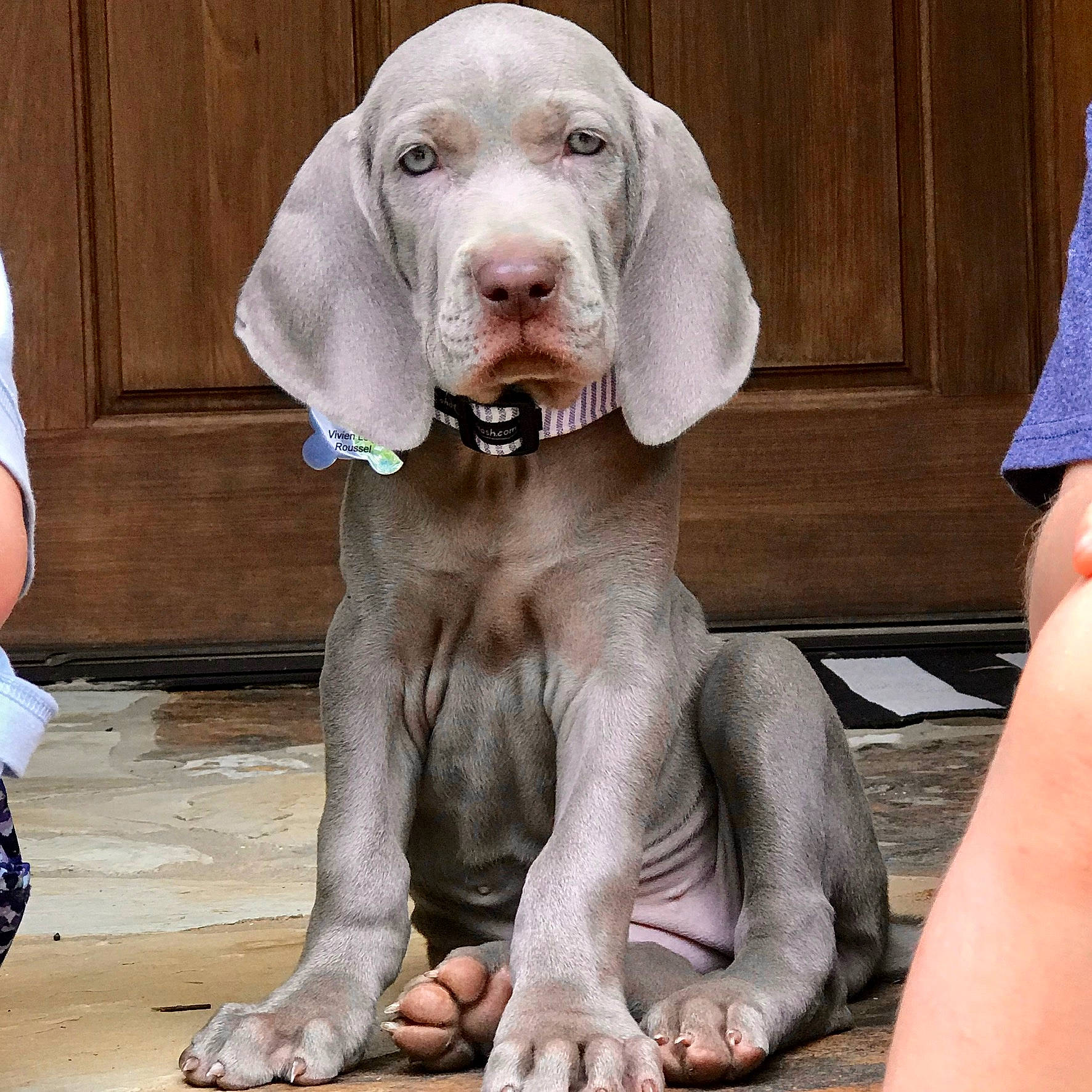 Viven Leigh Roussel is registered to the contest to win money with this photo: bracco_italiano, canidae, carnivore, dog, dog_breed, ear, fawn, great_dane, gun_dog, liver, mammal, pointer, pointing_breed, porcelaine, puppy, sporting_group, vertebrate, vizsla, weimaraner