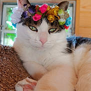 Felix is registered to the contest to win money with this photo: cat, close_up, colorful, cozy, feline, floral, flower_crown, funny, green_eyes, indoor, lying_down, pet, pink_nose, portrait, relaxed, tabby, whiskers, white_fur, window, wooden_interior