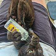 Lil D is registered to the contest to win money with this photo: animal, black_kitten, cat, claw, closeup, curious, feline, fur, glass_bottle, indoor, kitten, lap, legs, paws, person, pet, playful, shorts, whiskers, white_shirt