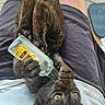animal, black_kitten, cat, claw, closeup, curious, feline, fur, glass_bottle, indoor, kitten, lap, legs, paws, person, pet, playful, shorts, whiskers, white_shirt