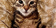 Sparrow participe au concours pour gagner de l'argent avec cette photo : kitten, cat, tabby, fur, ears, whiskers, paws, bed, blanket, pattern, cute, pet, animal, lying_down, young, domestic_cat, feline, soft, closeup, indoor