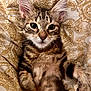 kitten, cat, tabby, fur, ears, whiskers, paws, bed, blanket, pattern, cute, pet, animal, lying_down, young, domestic_cat, feline, soft, closeup, indoor