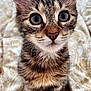 Sparrow participe au concours pour gagner de l'argent avec cette photo : kitten, cat, tabby, close_up, wide_eyes, ears, fur, whiskers, pet, animal, cute, curious, indoor, blanket, pattern, young, mammal, small, portrait, feline