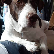 Iza participe au concours pour gagner de l'argent avec cette photo : dog, pet, animal, brown_and_white, short_hair, floppy_ears, face, eyes, nose, snout, collar, sitting, lying_down, car, vehicle, car_interior, seat, passenger, portrait, outdoor