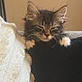 Bear joined the competition — help win amazing prizes! kitten, cat, sleepy, fluffy, paws, black_cushion, white_blanket, indoor, pet, resting, cute, feline, cozy, fur, whiskers, ears, closeup, animal, young, relaxed