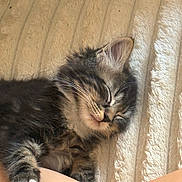 Bear joined the competition — help win amazing prizes! kitten, sleeping, tabby, paw, blanket, soft_texture, fur, pet, animal, rest, cozy, cute, domestic_cat, closeup, relaxation, comfort, indoor, small_animal, nap, whiskers