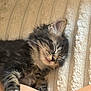 kitten, sleeping, tabby, paw, blanket, soft_texture, fur, pet, animal, rest, cozy, cute, domestic_cat, closeup, relaxation, comfort, indoor, small_animal, nap, whiskers