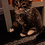 Bear is registered to the contest to win money with this photo: kitten, cat, tongue, white_paws, carpet, chair, indoor, furry, cute, pet, animal, playful, young, small, domestic, feline, sitting, shadow, dim_light, background