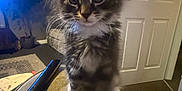 Bear is registered to the contest to win money with this photo: kitten, cat, feline, pet, indoor, curious, fluffy, white_paws, soft_surface, living_room, clock, houseplant, door, carpet, cozy, young_animal, whiskers, ears, cute, domestic