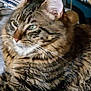 Mone participe au concours pour gagner de l'argent avec cette photo : animal, cat, closeup, comfort, cozy, cute, domestic, feline, fur, green_eyes, indoor, mammal, pet, portrait, relaxed, resting, soft, striped, tabby, whiskers
