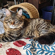 Mone participe au concours pour gagner de l'argent avec cette photo : animal, blanket, cat, cozy, domestic, ears, feline, fur, household, indoor, mammal, pattern, pet, relaxed, resting, scratching_post, striped, tabby, tail, whiskers