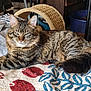animal, blanket, cat, cozy, domestic, ears, feline, fur, household, indoor, mammal, pattern, pet, relaxed, resting, scratching_post, striped, tabby, tail, whiskers