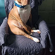 Scrappy joined the competition — help win amazing prizes! dog, brown_dog, white_chest, blue_collar, armchair, quilted_cover, indoor, wooden_floor, clothing, coat, seated, pet, domestic_animal, looking_away, shadow, natural_light, furniture, calm, medium_sized_dog, quiet