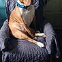 dog, brown_dog, white_chest, blue_collar, armchair, quilted_cover, indoor, wooden_floor, clothing, coat, seated, pet, domestic_animal, looking_away, shadow, natural_light, furniture, calm, medium_sized_dog, quiet