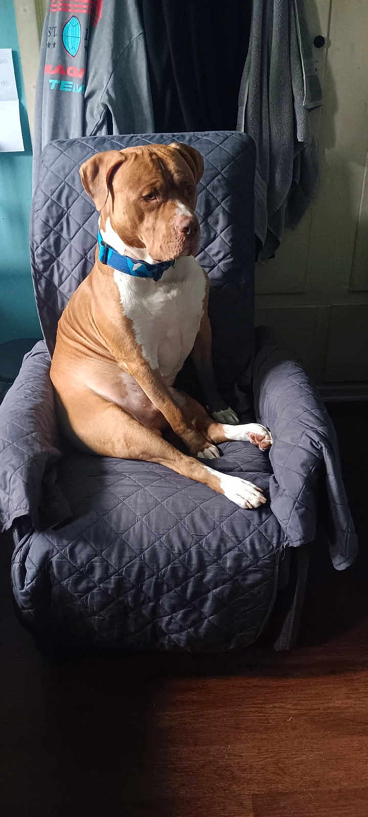 Scrappy joined the competition — help win amazing prizes! dog, brown_dog, white_chest, blue_collar, armchair, quilted_cover, indoor, wooden_floor, clothing, coat, seated, pet, domestic_animal, looking_away, shadow, natural_light, furniture, calm, medium_sized_dog, quiet