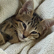 Lil Foot joined the competition — help win amazing prizes! cat, kitten, tabby, fur, ears, blanket, cozy, sleepy, cute, pet, animal, indoor, closeup, resting, soft, texture, comfort, warm, relaxed, face
