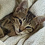 cat, kitten, tabby, fur, ears, blanket, cozy, sleepy, cute, pet, animal, indoor, closeup, resting, soft, texture, comfort, warm, relaxed, face