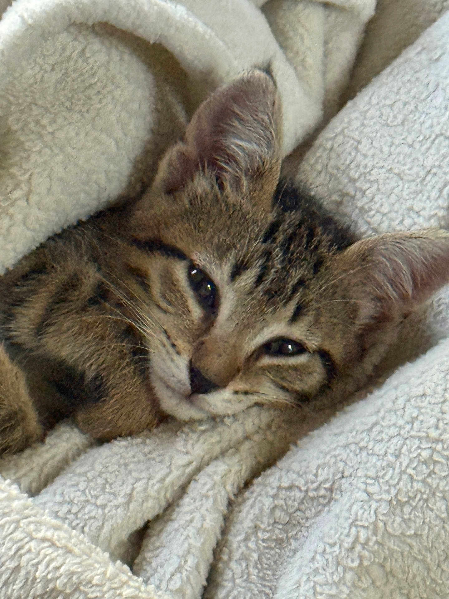 Lil Foot joined the competition — help win amazing prizes! cat, kitten, tabby, fur, ears, blanket, cozy, sleepy, cute, pet, animal, indoor, closeup, resting, soft, texture, comfort, warm, relaxed, face