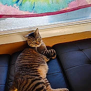 Outback joined the competition — help win amazing prizes! animal, black, brown, cat, couch, curtain, feline, fur, indoor, leather, paw, pet, relaxed, resting, striped, tabby_cat, tie_dye, whiskers, window, yellow_eyes