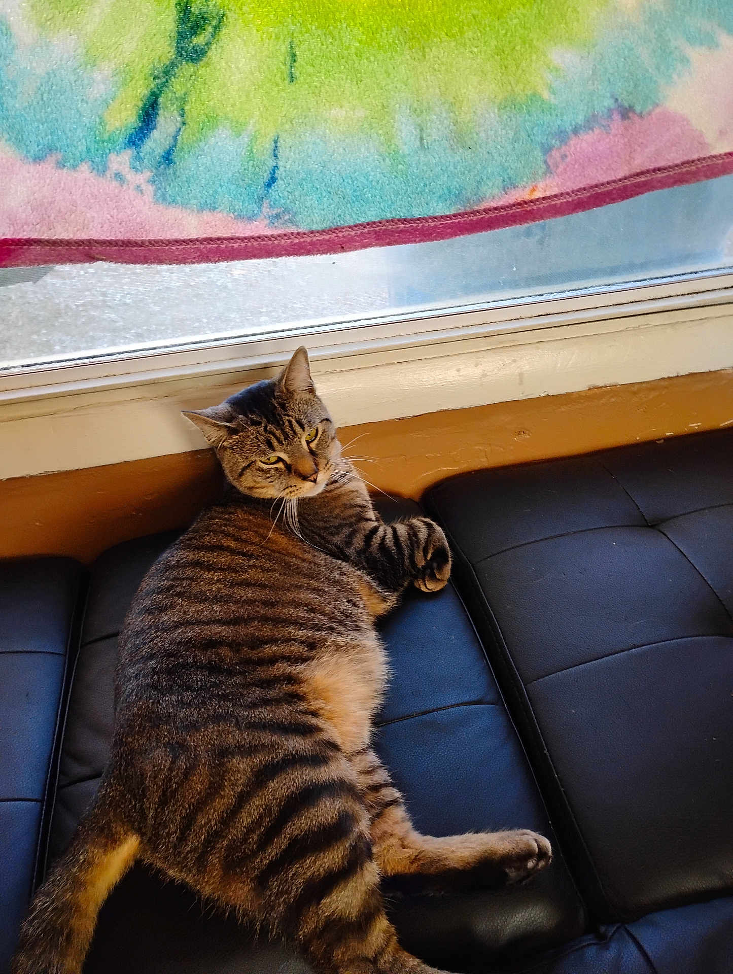 Outback joined the competition — help win amazing prizes! animal, black, brown, cat, couch, curtain, feline, fur, indoor, leather, paw, pet, relaxed, resting, striped, tabby_cat, tie_dye, whiskers, window, yellow_eyes