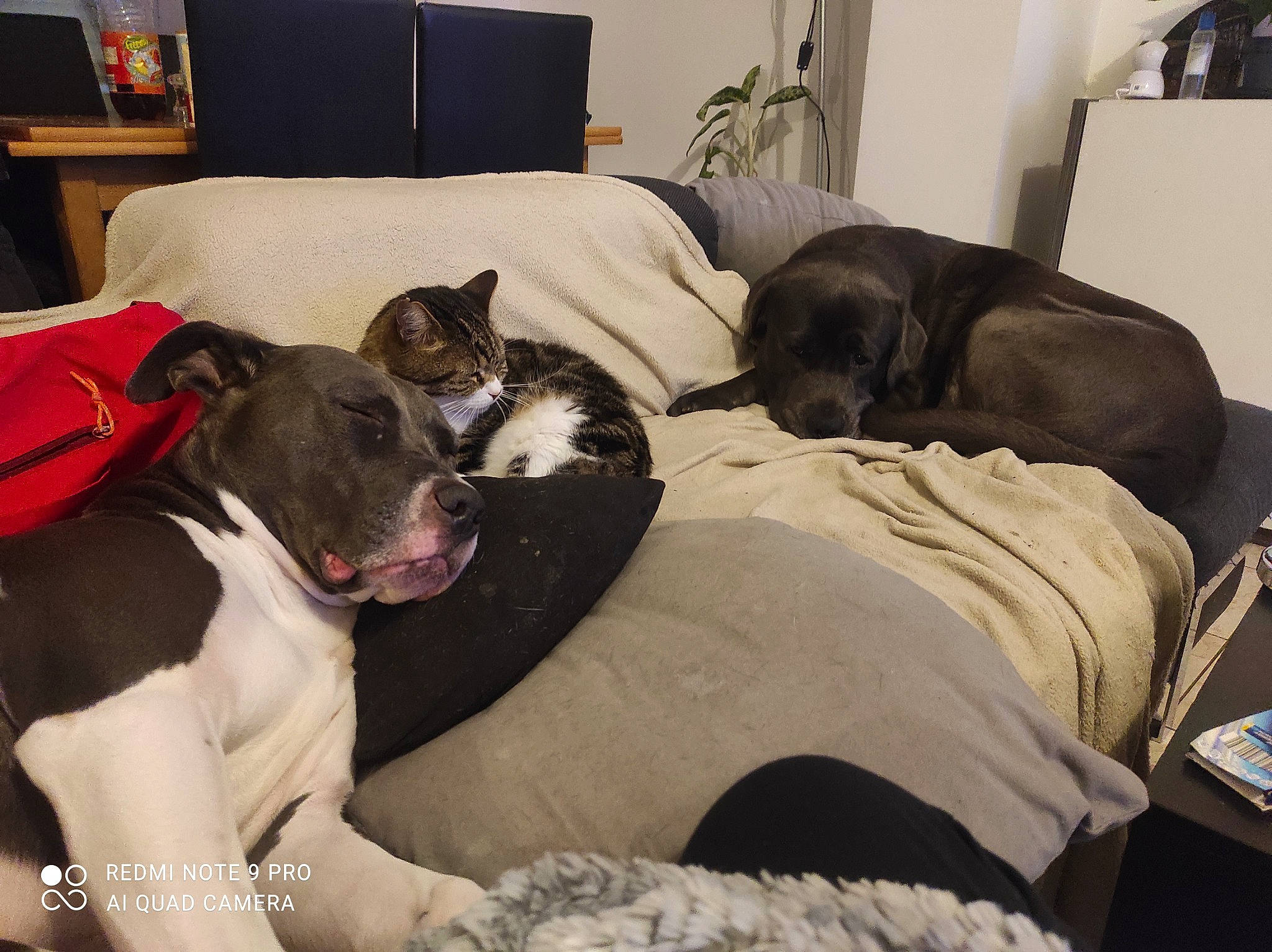 Laiko Nala a rejoint le concours — aidez-le/la à gagner de superbes lots ! carnivore, collar, comfort, companion_dog, couch, dog, dog_breed, fawn, flooring, fur, furniture, grey, home, linens, living_room, picture_frame, room, sporting_group, whiskers, working_animal