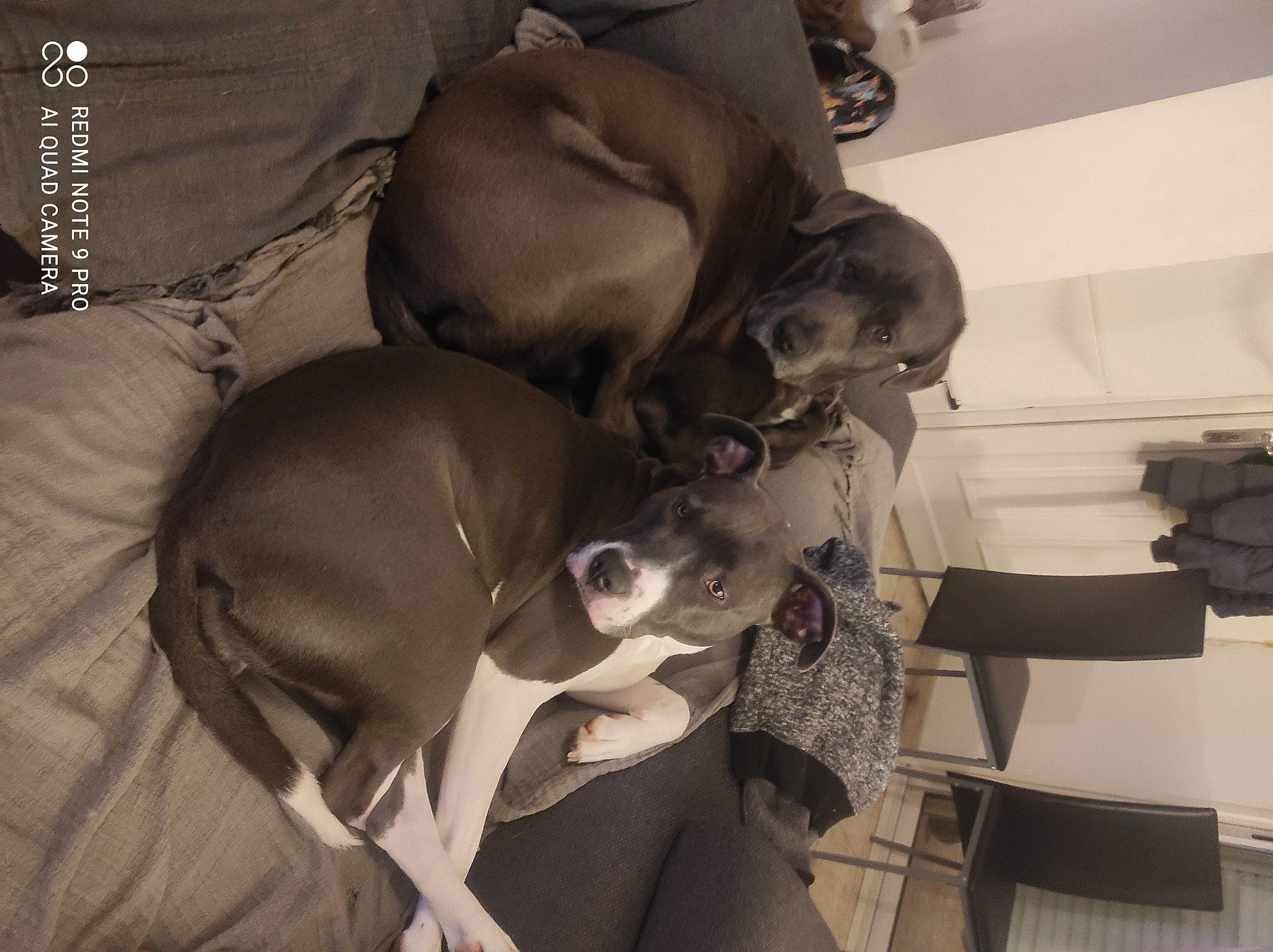 Laiko Nala a rejoint le concours — aidez-le/la à gagner de superbes lots ! canidae, carnivore, comfort, companion_dog, dog, dog_breed, ear, eyewear, fawn, guard_dog, jaw, monochrome, monochrome_photography, non_sporting_group, sporting_group, toy_dog, working_animal