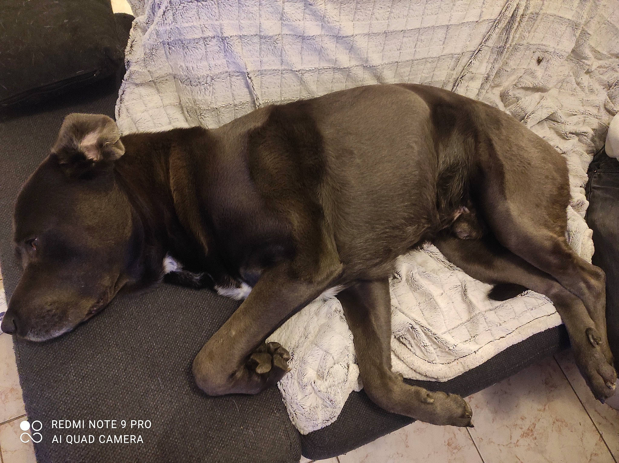 Laiko Nala participe au concours pour gagner de l'argent avec cette photo : canidae, carnivore, comfort, companion_dog, dog, dog_breed, fawn, fur, grey, guard_dog, liver, nap, non_sporting_group, puppy, snout, sporting_group, tail, terrestrial_animal, working_animal, wrinkle