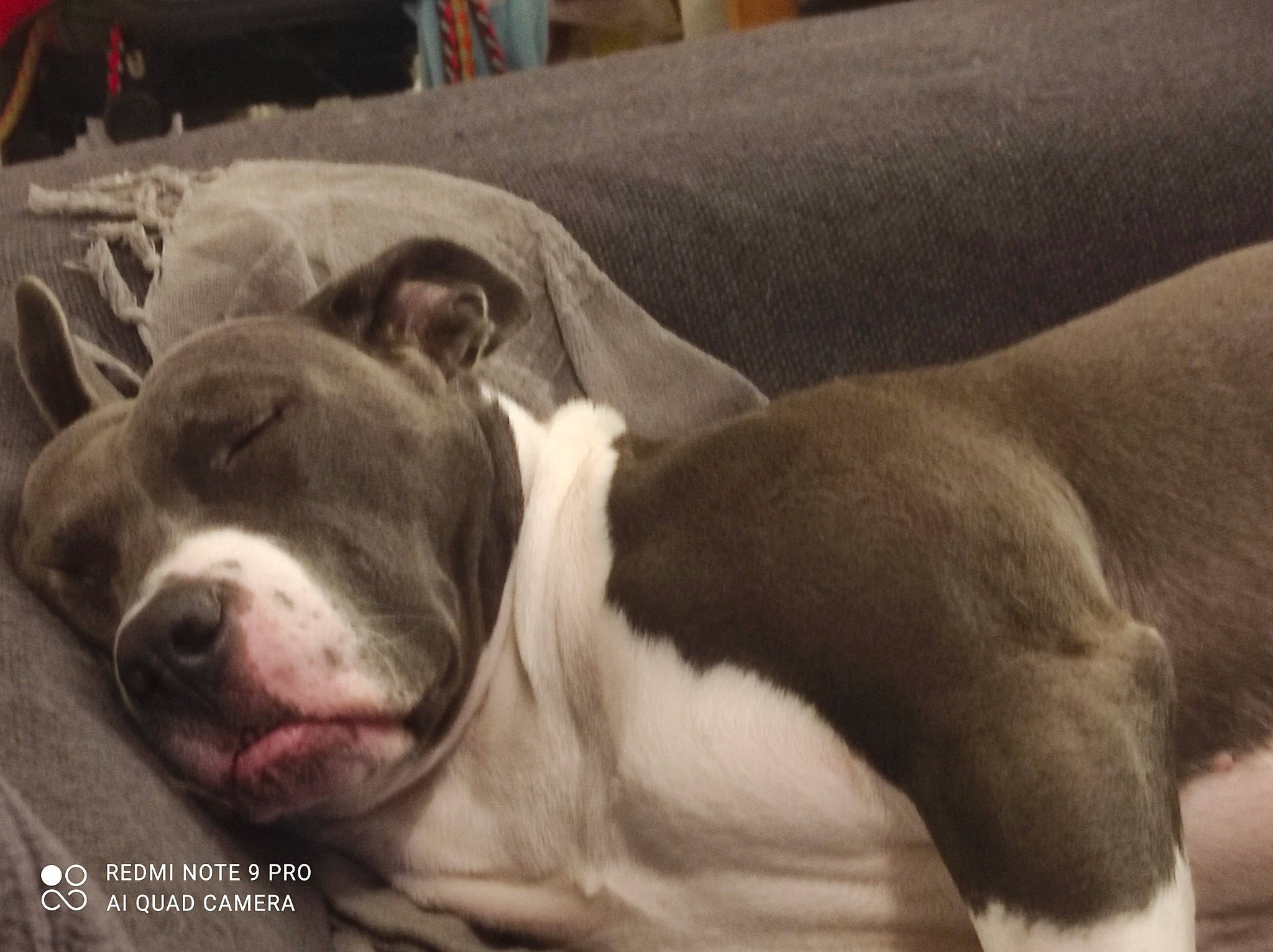 Laiko Nala a rejoint le concours — aidez-le/la à gagner de superbes lots ! canidae, carnivore, comfort, companion_dog, couch, dog, dog_breed, fawn, grey, non_sporting_group, snout, sporting_group, terrestrial_animal, whiskers, working_animal