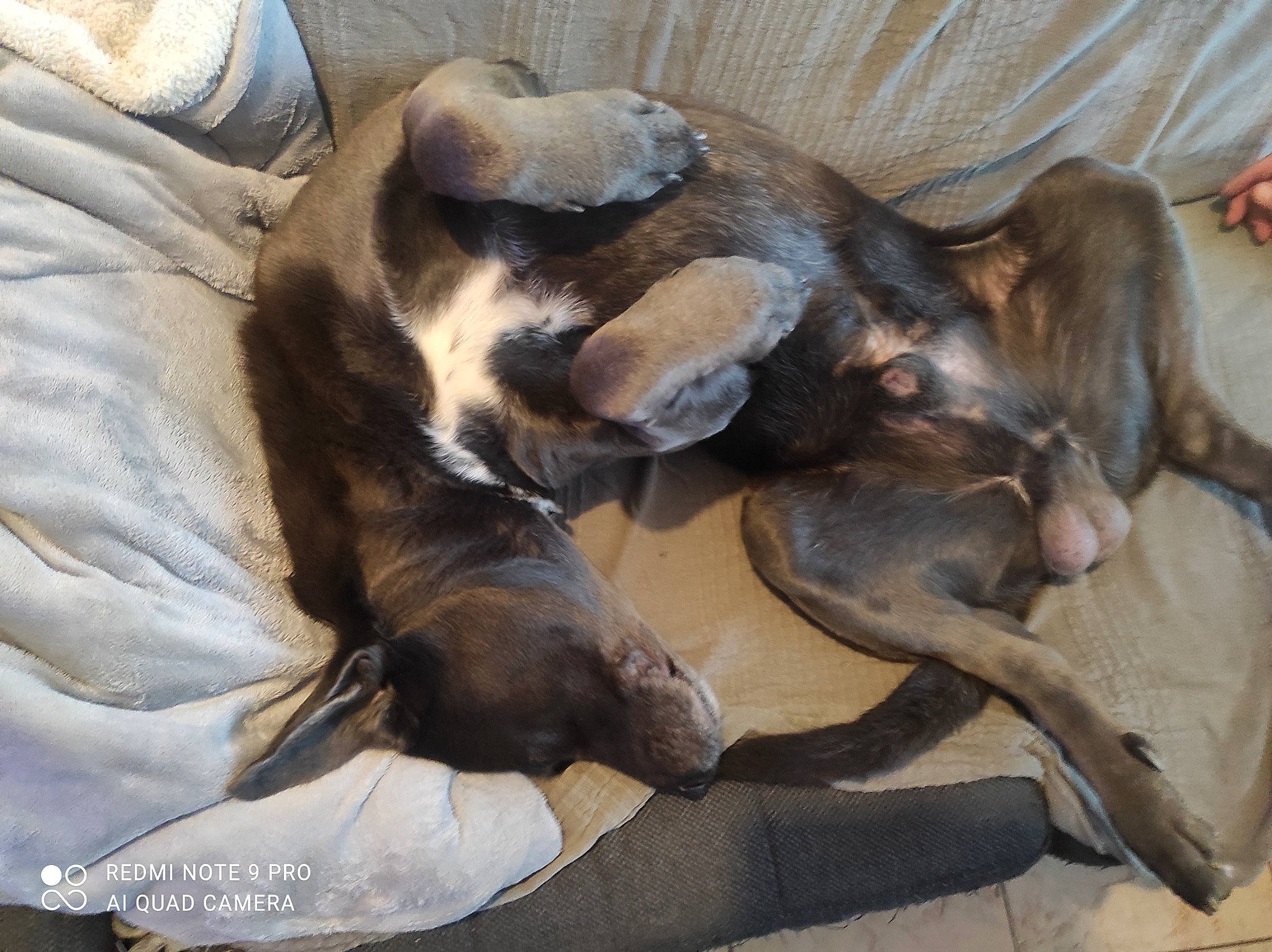 Laiko Nala a rejoint le concours — aidez-le/la à gagner de superbes lots ! canidae, carnivore, comfort, companion_dog, dog, dog_breed, fawn, fur, guard_dog, hardwood, liver, nap, non_sporting_group, sleep, snout, sporting_group, terrestrial_animal, toy_dog, wood, working_animal