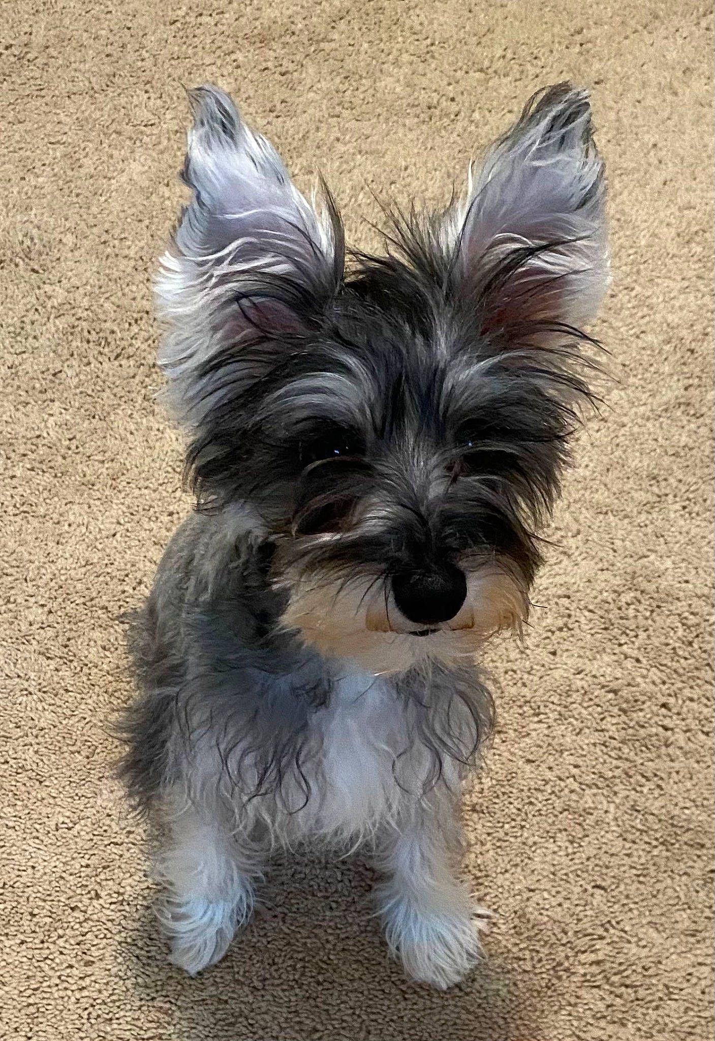 Ellie joined the competition — help win amazing prizes! biewer_terrier, canidae, carnivore, companion_dog, dog, dog_breed, dog_supply, fur, non_sporting_group, small_terrier, snout, sporting_group, terrestrial_animal, terrier, toy_dog, water_dog, working_animal