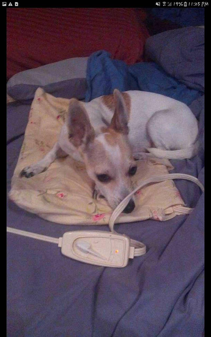 Freckles is registered to the contest to win money with this photo: bed, canidae, carnivore, comfort, companion_dog, dog, dog_breed, fawn, linens, nap, non_sporting_group, paw, room, snout, sporting_group, tail, terrestrial_animal, toy_dog, working_animal