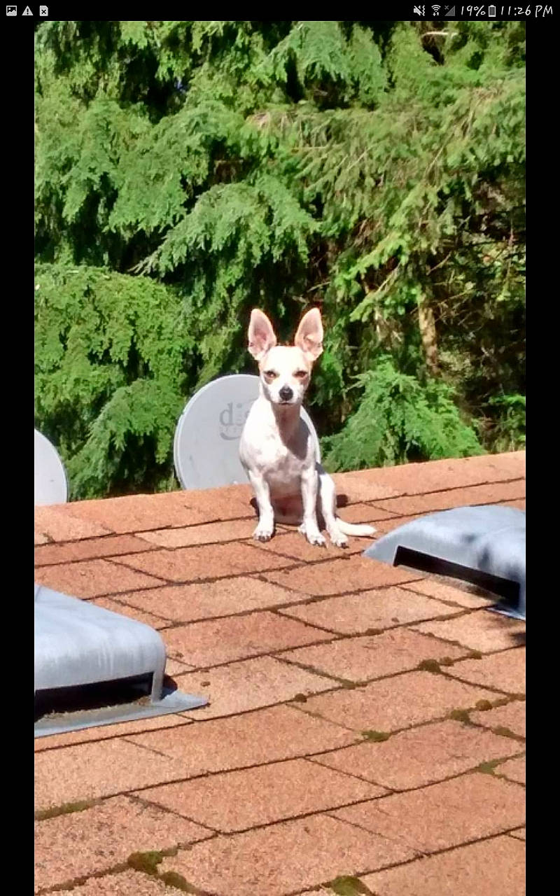 Freckles joined the competition — help win amazing prizes! canidae, carnivore, companion_dog, dog, dog_breed, fawn, flooring, grass, leisure, plant, rectangle, sporting_group, tail, terrestrial_animal, terrier, tints_and_shades, tree, trunk, wood, working_animal