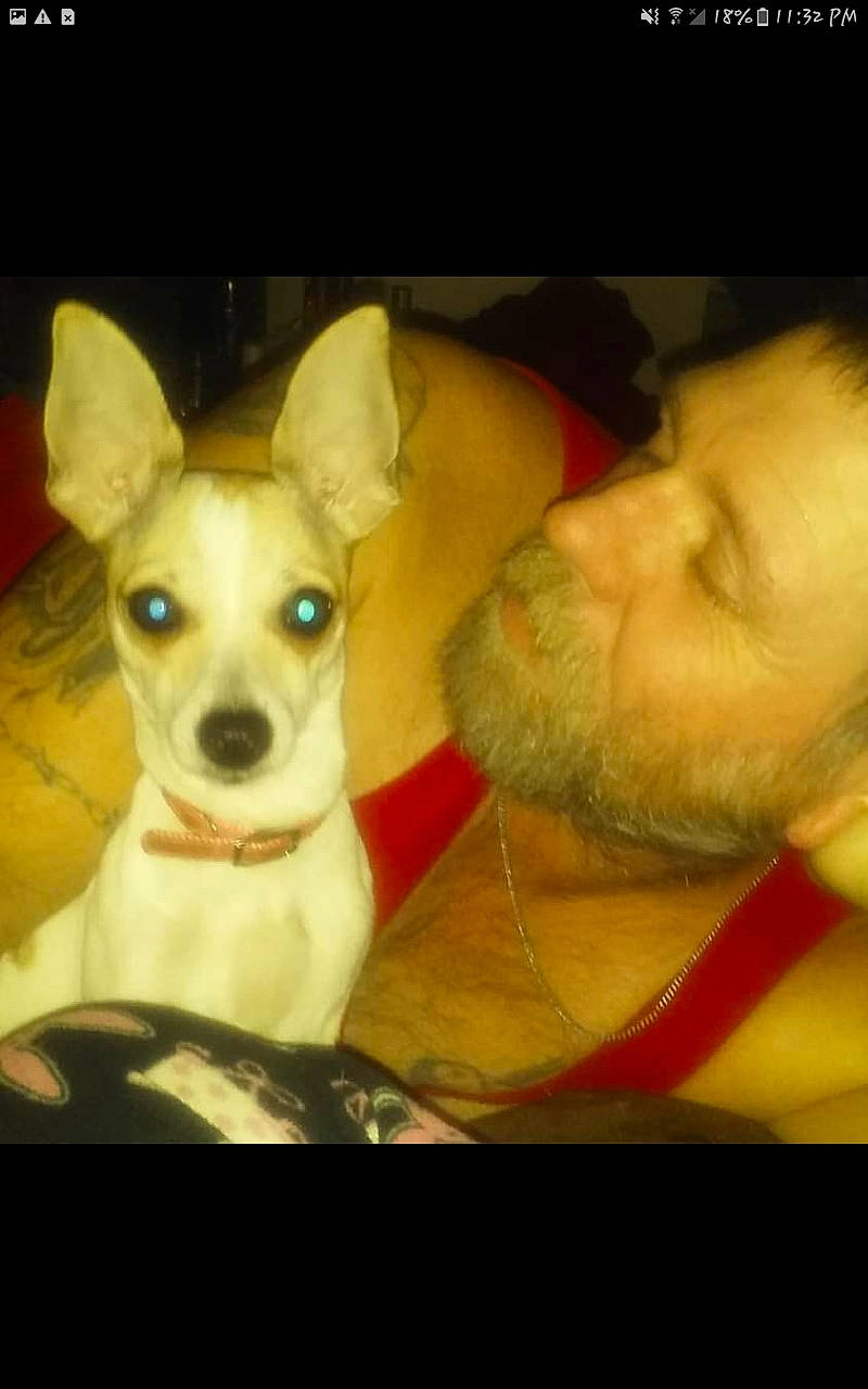 Freckles is registered to the contest to win money with this photo: beard, canidae, carnivore, chihuahua, companion_dog, cool, dog, dog_breed, ear, eyewear, fawn, mammal, moustache, nose, snout, sunglasses, toy_dog, vertebrate, whiskers, working_animal