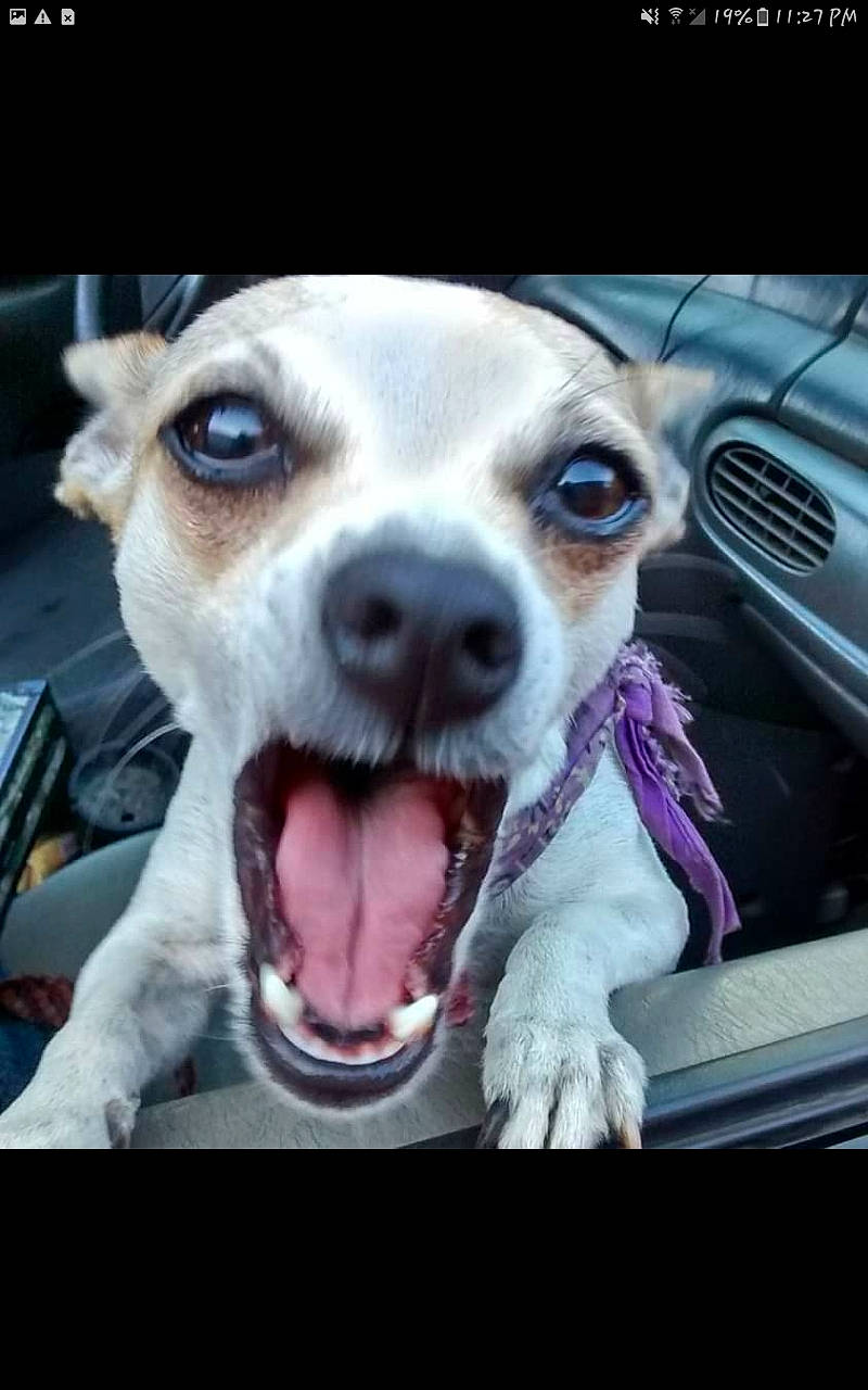 Freckles joined the competition — help win amazing prizes! canidae, carnivore, collar, companion_dog, dog, dog_breed, dog_collar, ear, eye, eyewear, fang, fawn, jaw, mammal, snout, sporting_group, street_dog, vehicle_door, whiskers, working_animal